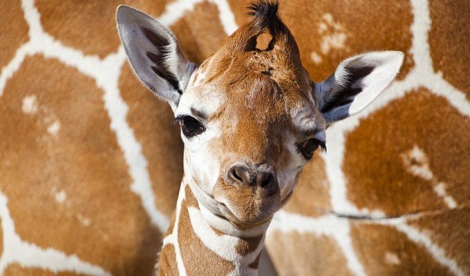 Первый детеныш жирафа в 2012 году в зоопарке Тампа Бэй (7 фото)