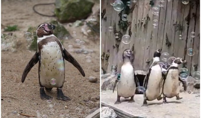 Как дети малые: пингвины и машина для мыльных пузырей (7 фото + 1 видео)