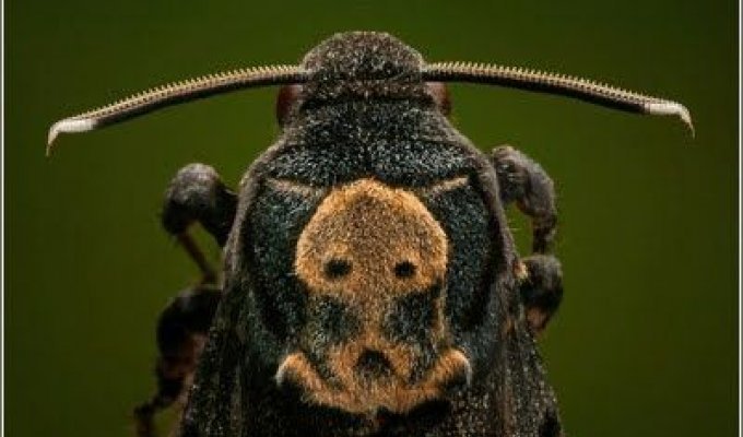 Изумительные насекомые (30 фотографий)