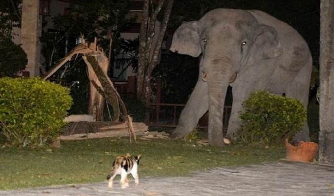 Домашний кот прогнал огромного слона из своего сада (4 фото)