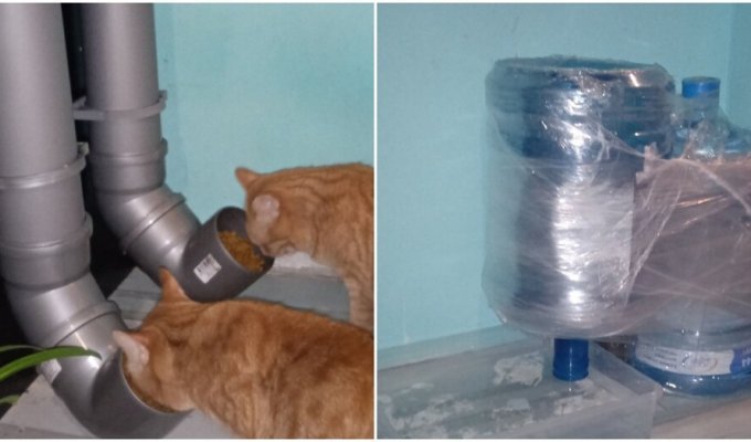 Женщина рассказала, что оставляет котов на 2 недели дома одних - и получила шквал критики (4 фото)
