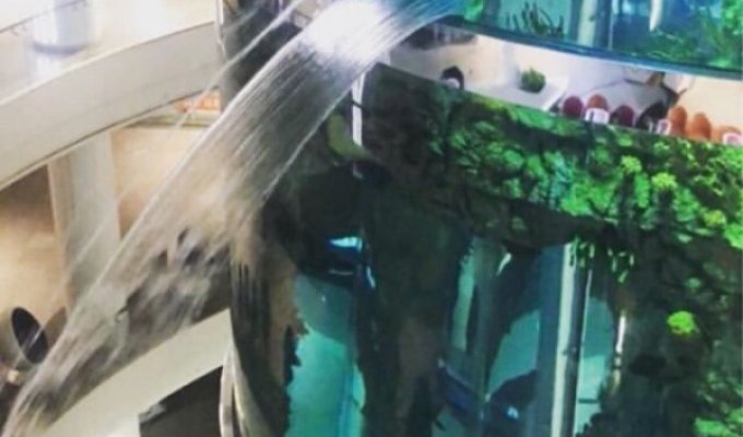 В ТРЦ "Океания" начал протекать огромный аквариум (2 фото + видео)