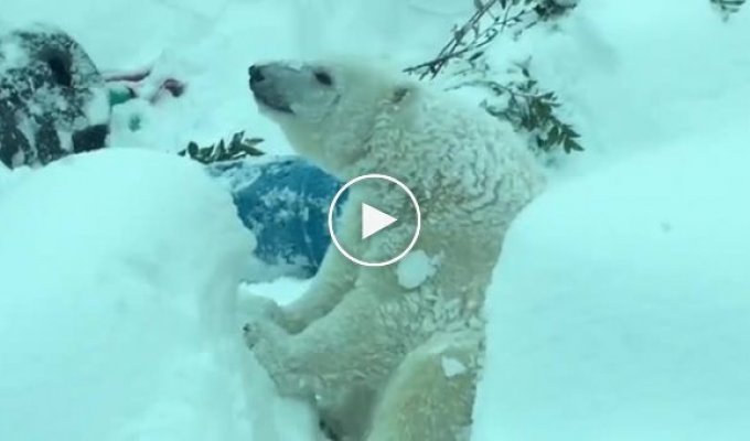 Реакция животных в зоопарке Орегона на выпавший снег