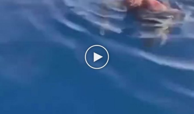 Реакция парня, под которым проплыла акула