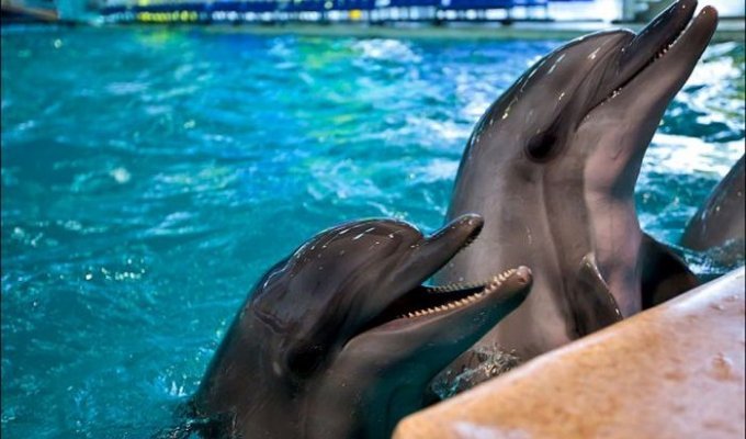 Дельфины-фотомодели (17 фото)