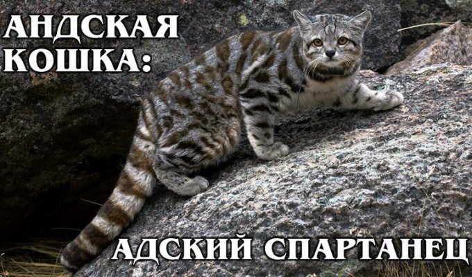Суровая и загадочная маленькая высокогорная кошка (3 фото)