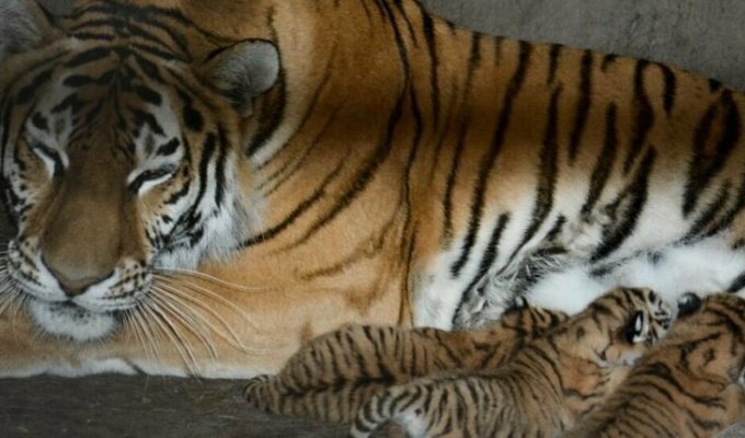 В сафари-парке «Тайган» тигрица Василиса родила четверых малышей (4 фото + 1 видео)