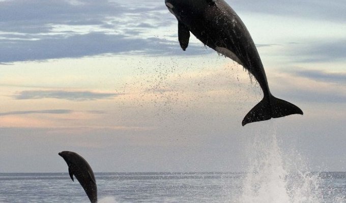 В погоне за дельфином (5 фото)