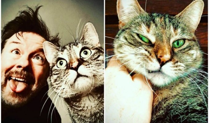 Актер Рики Джервейс думал взять кошку на передержку, но та изменила его планы (22 фото)