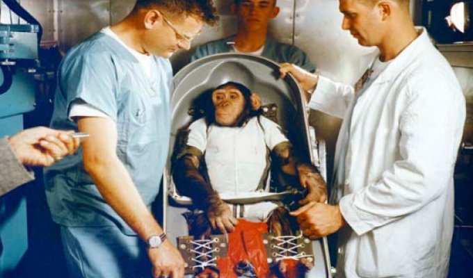 Наследие Хэма, шимпанзе-астронавта (12 фото)