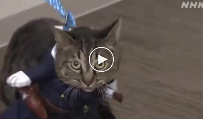 В Японии кошка стала начальником полиции