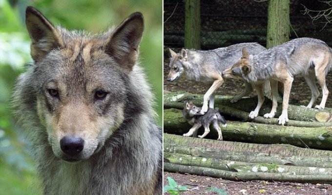 Сотрудники британского зоопарка вынужденно застрелили волчицу-мать пятерых волчат (7 фото + 1 видео)