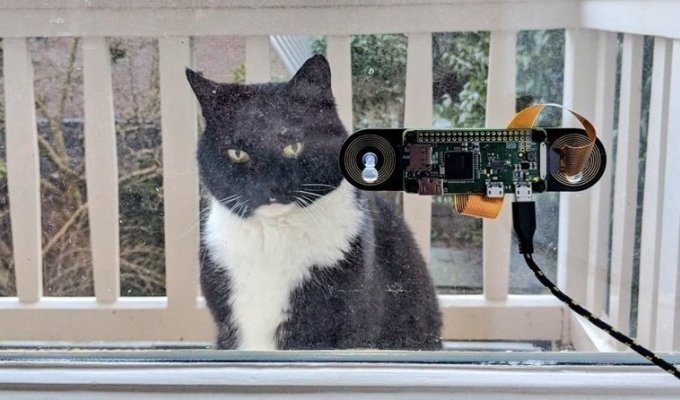 Голландский программист разработал систему распознавания морды кота (3 фото + 1 видео)
