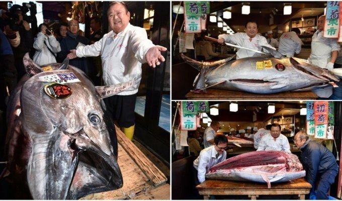 В Японии на аукционе продали тунца за 1,8 млн долларов (10 фото)