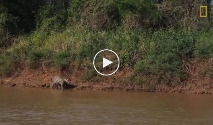 Ягуар охотится на крокодила. Бразилия