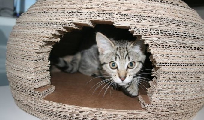 Девушка построила для кошки потрясающий домик-иглу из картона и вот как она это сделала (9 фото)
