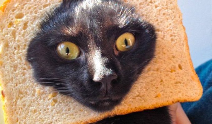 Идиотская приблуда - бутерброд со своим котом (21 фото)