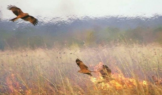 Орнитологи выяснили, что хищные птицы способствуют распространению пожаров в Австралии (3 фото + 1 видео)