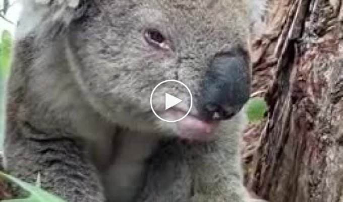 А Вы когда-нибудь слышали, как рычит коала