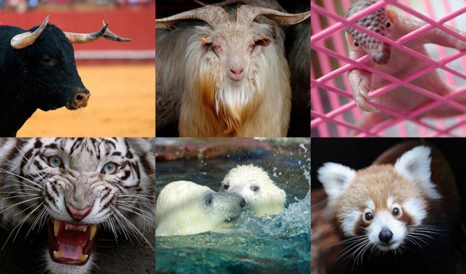 Животные в новостях (41 фото)