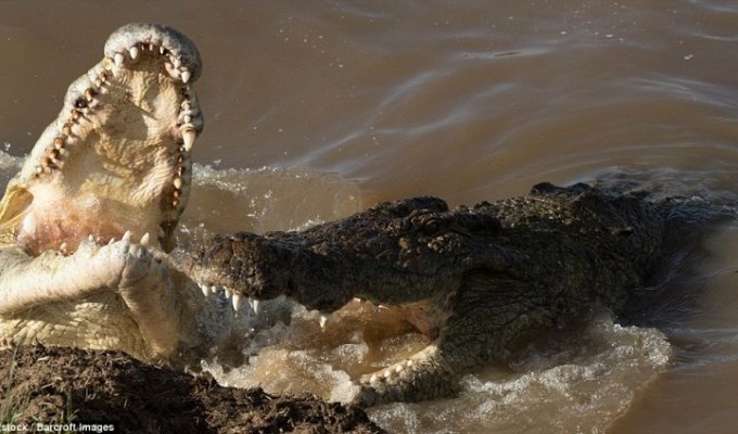 В мире животных: оторванная голова зебры в крокодильей пасти (12 фото)