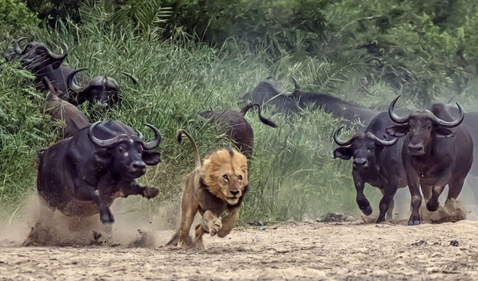 Мощь и сила: грозный африканский буйвол (8 фото)