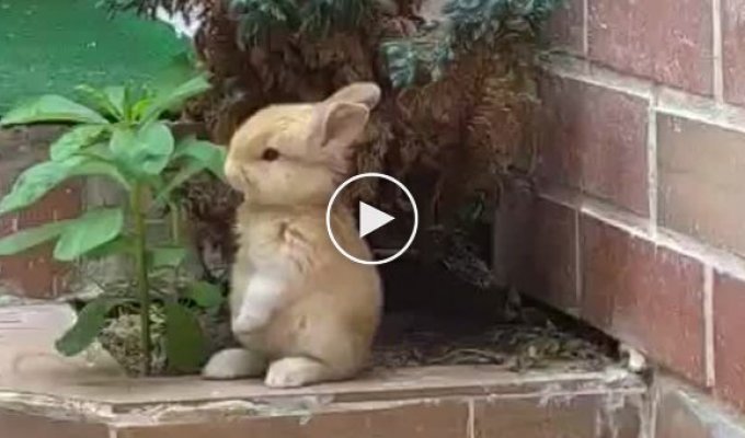 Пользователей сети умилил лакомящийся растением кролик