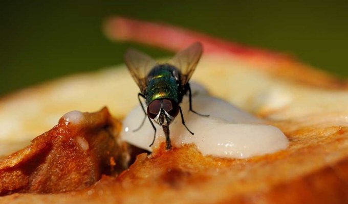 А вы знали, что на самом деле происходит с вашей едой, когда на нее садится муха? (3 фото)