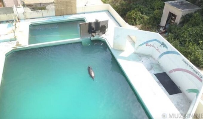 Самый одинокий дельфин в мире умер спустя много лет, проведённых в заброшенном аквариуме (2 фото + 1 видео)