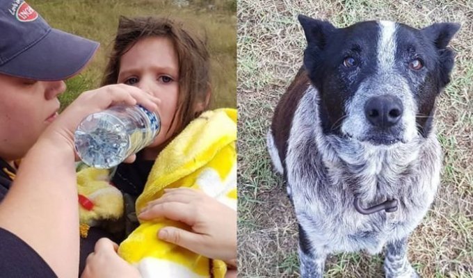 В Австралии старый пес, 17 часов охранял потерявшуюся 3-летнюю девочку (3 фото)