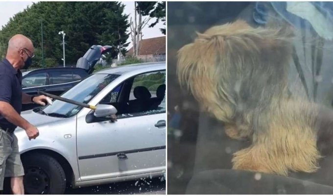 Мужчина разбил окно машины, чтобы вытащить собаку (3 фото + 1 видео)