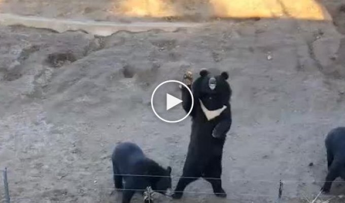 Вежливые медведи приветствуют туристов из-за изгороди вольера