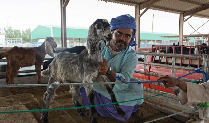 Катар. Рынок животных в Дохе (18 фото)