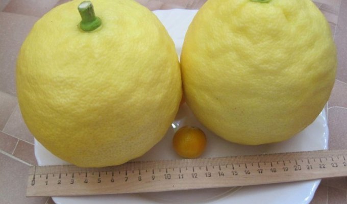 Цитрусомания или как выростить свое лимонное дерево (9 фото)