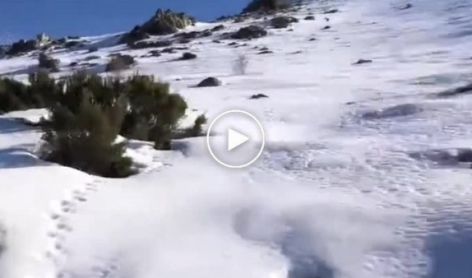 Неожиданная встреча со склона заснеженной горы на туристов в Испании скатился кабан