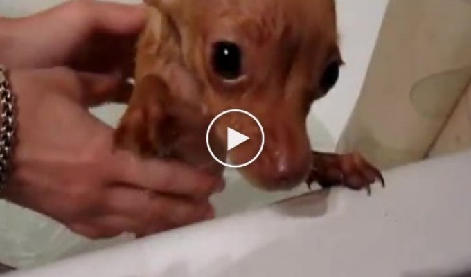 Очень милый щенок впервые принимает ванну