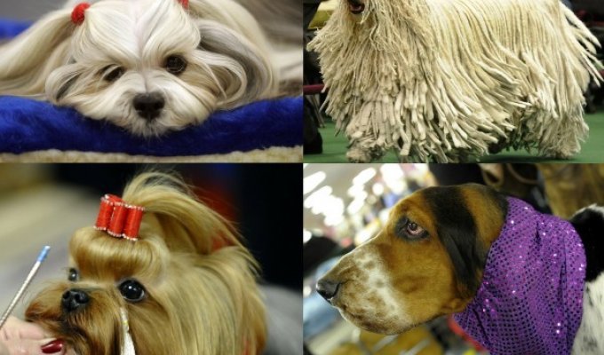 Выставка собак Вестминстерского Клуба Собаководов 2011 (30 фото)