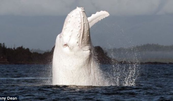Удалось сфотографировать горбатого кита альбиноса (5 фото)