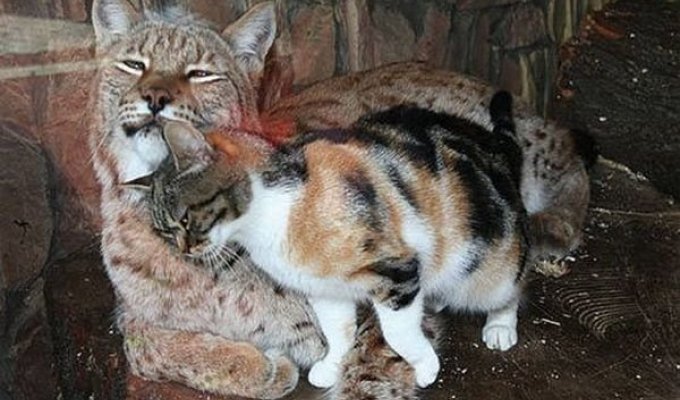 Кошка навестила родственника за решеткой (4 фото)