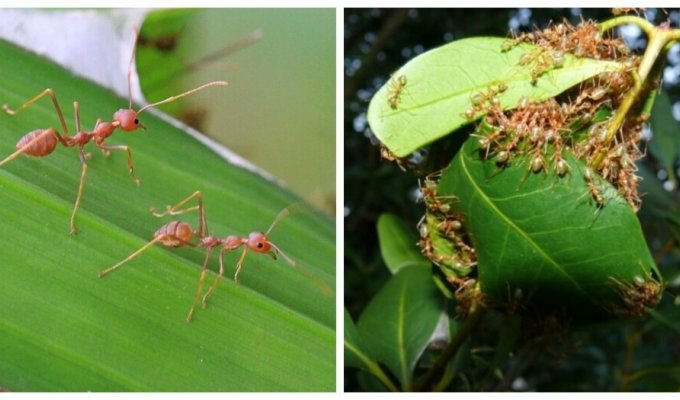 Талантливые муравьи, которые шьют себе жилища (9 фото + 1 видео)