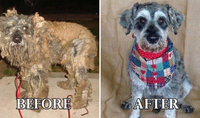 Фотографии собак до и после их фантастического преображения после спасения (20 фото)