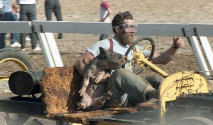 Pig-N-Ford: Американские гонки с поросятами (17 фото + 2 видео)