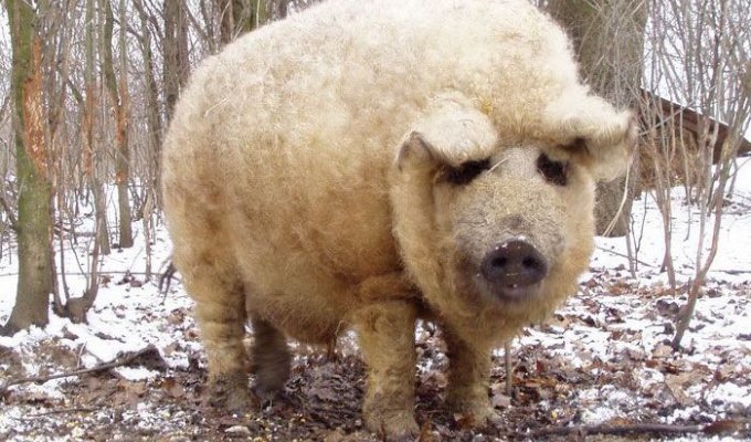 Необычные свиньи породы мангалица (7 фото)