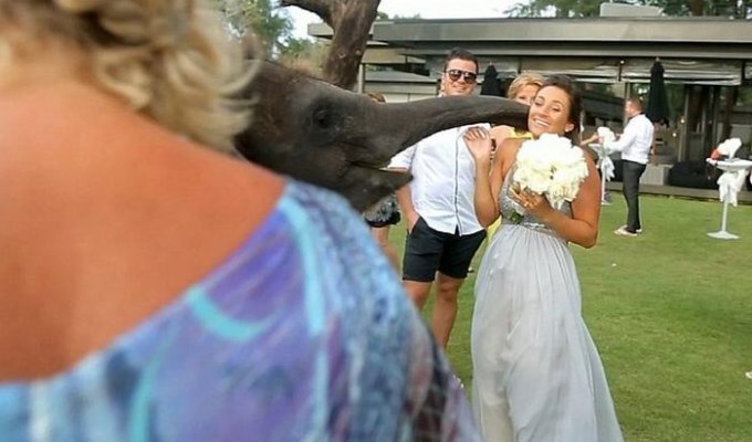 Свадебное фото со слоном пошло не по плану (7 фото)