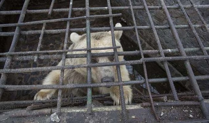 В Армении спасли медведицу, которая прожила всю жизнь в тесной клетке (8 фото)
