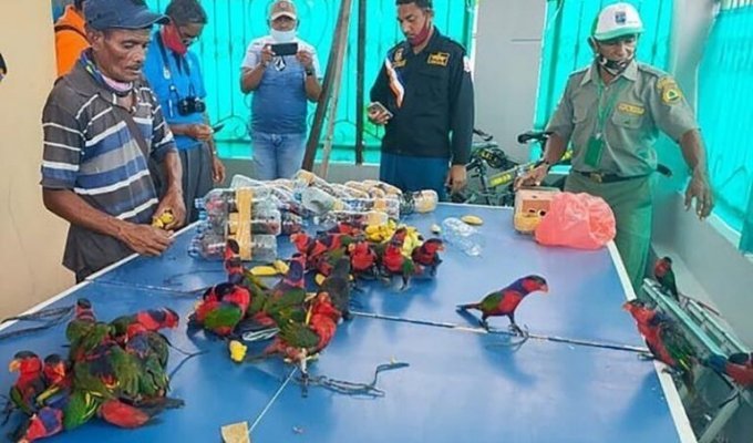 На борту корабля в Индонезии обнаружили попугаев в бутылках (5 фото)