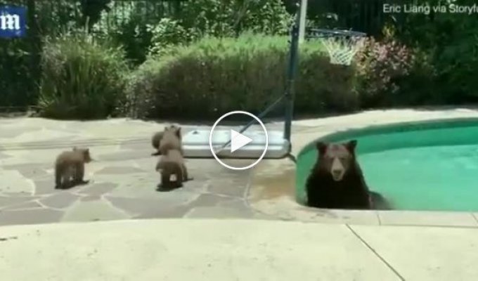 В Калифорнии медведица решила арендовать бассейн