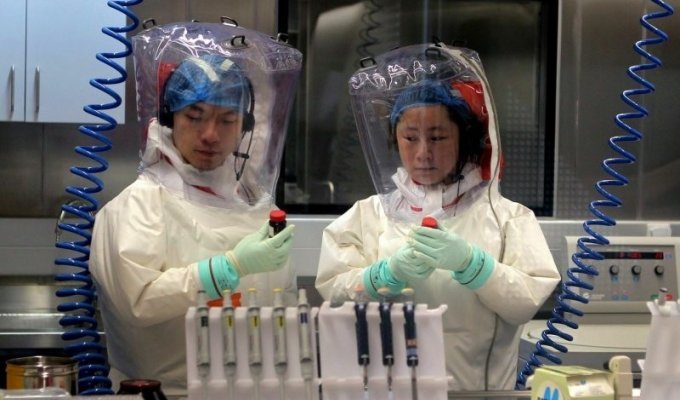 Китайские учёные обнаружили 8 новых опасных для человечества вирусов (3 фото)
