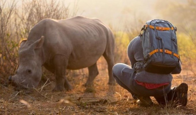 Дикий носорог подошёл к оператору и потребовал погладить ему брюшко (5 фото)