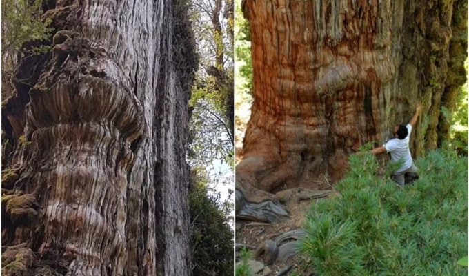"Прадедушка": учёные нашли самое старое дерево в мире (6 фото + 1 видео)